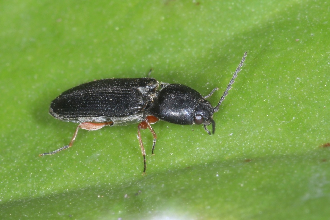 Cardiophorus vestigialis Erichson, 1840 