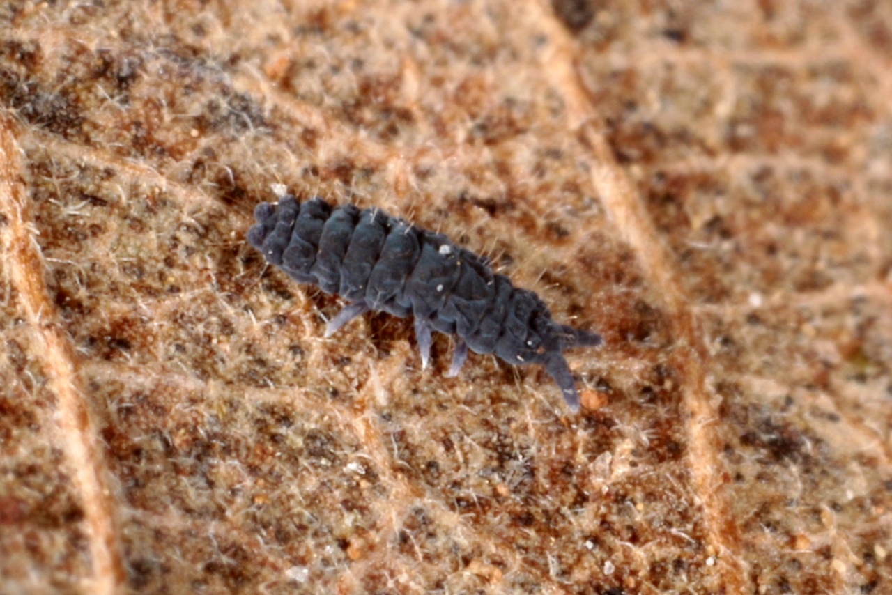 Neanura muscorum (Templeton, 1835)