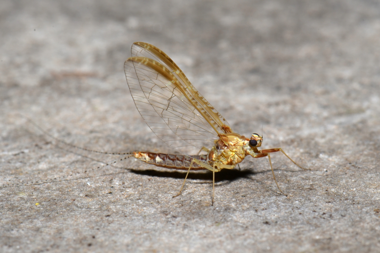 Cloeon dipterum (Linnaeus, 1760) - Ephémère, Mouche de mai (femelle)