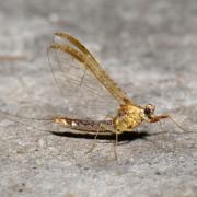 Cloeon dipterum (Linnaeus, 1760) - Ephémère, Mouche de mai (femelle)