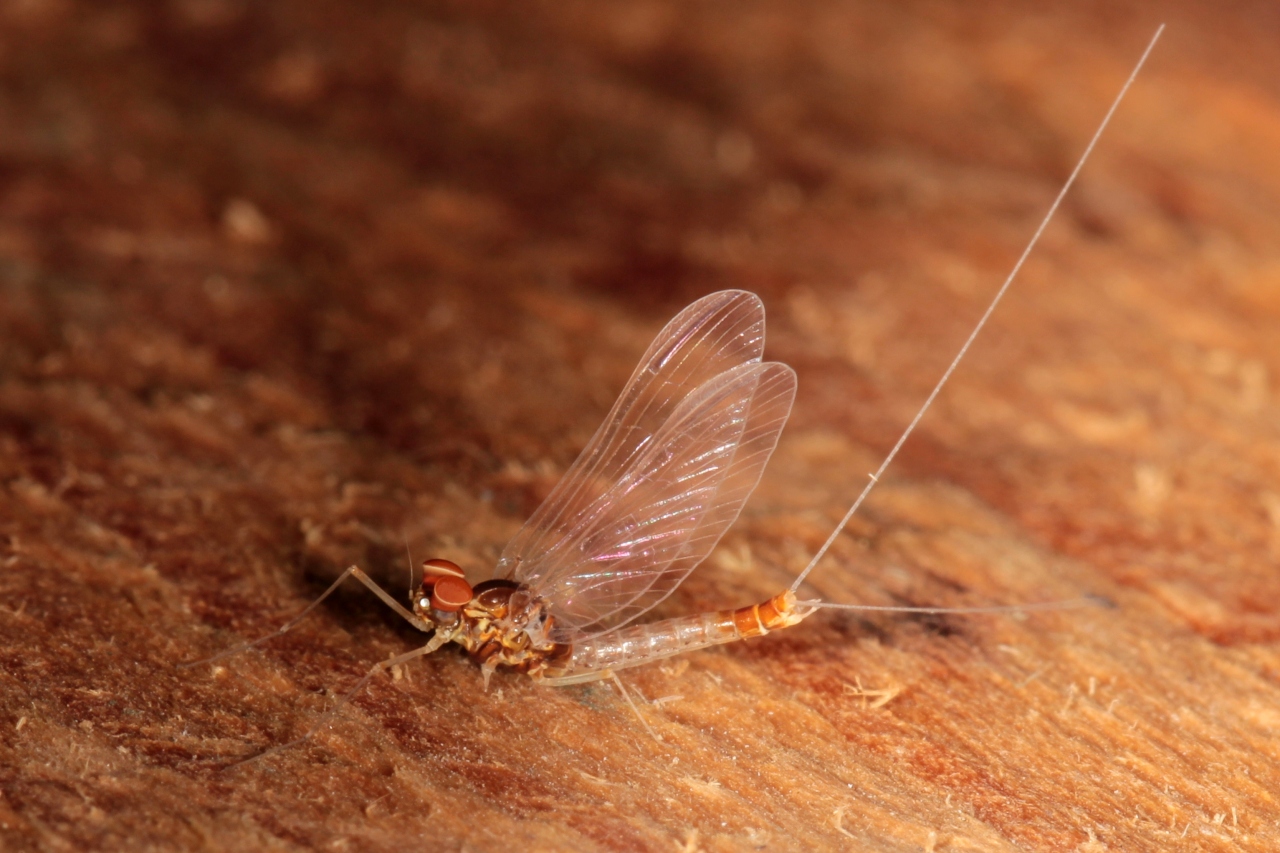 Procloeon pennulatum (Eaton, 1870) (mâle)