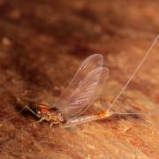 Procloeon pennulatum (Eaton, 1870) (mâle)