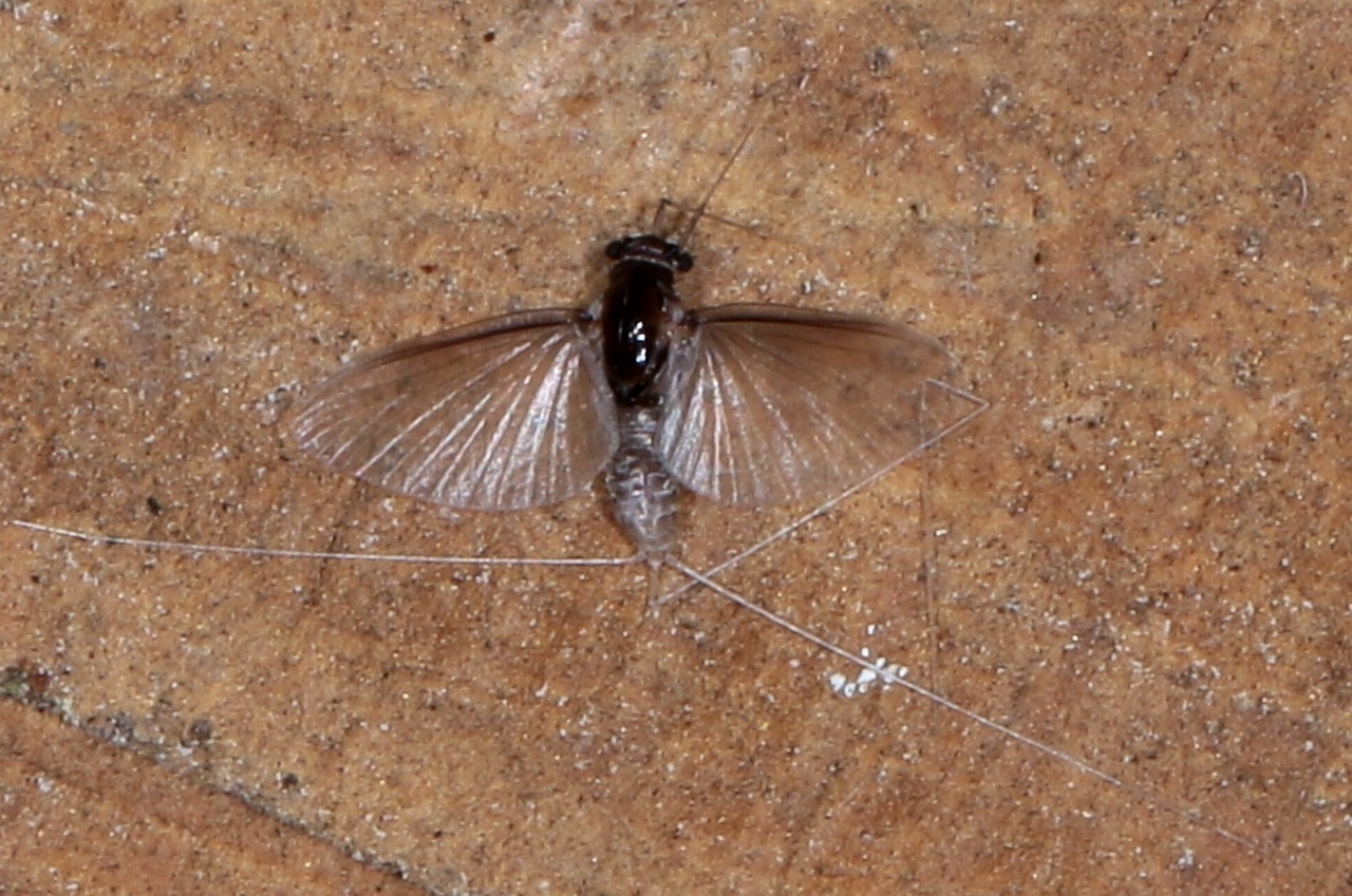 Caenis sp