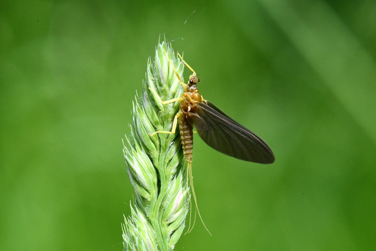 Ephemerella mucronata (Bengtsson, 1909) (femelle subimago)