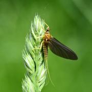 Ephemerella mucronata (Bengtsson, 1909) (femelle subimago)