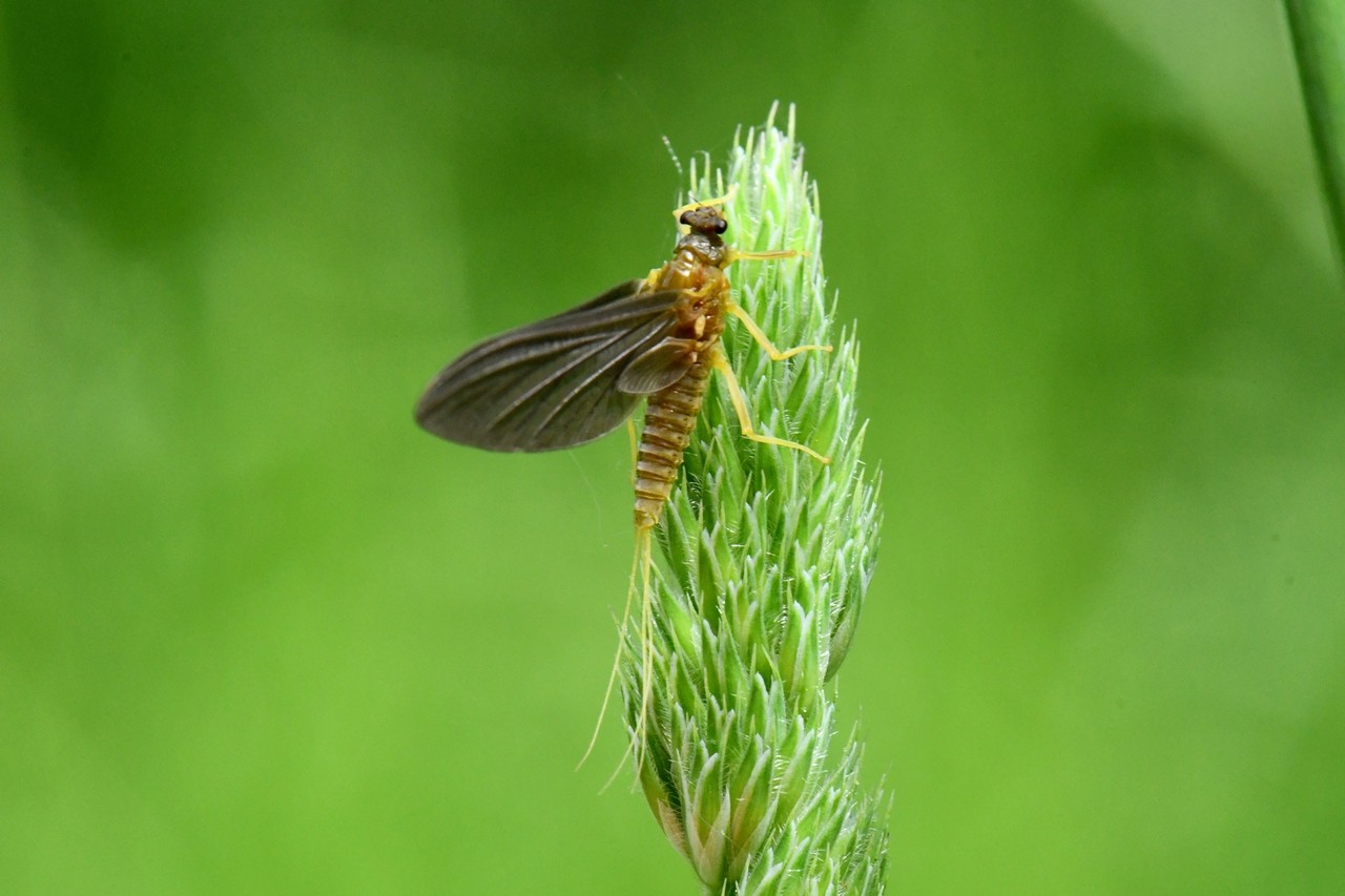 Ephemerella mucronata (Bengtsson, 1909) (femelle subimago)