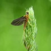 Ephemerella mucronata (Bengtsson, 1909) (femelle subimago)