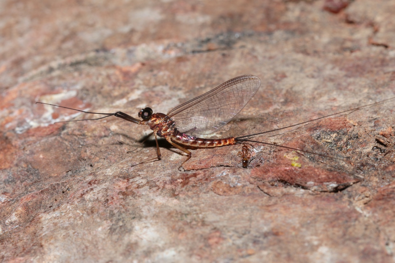 Ecdyonurus sp