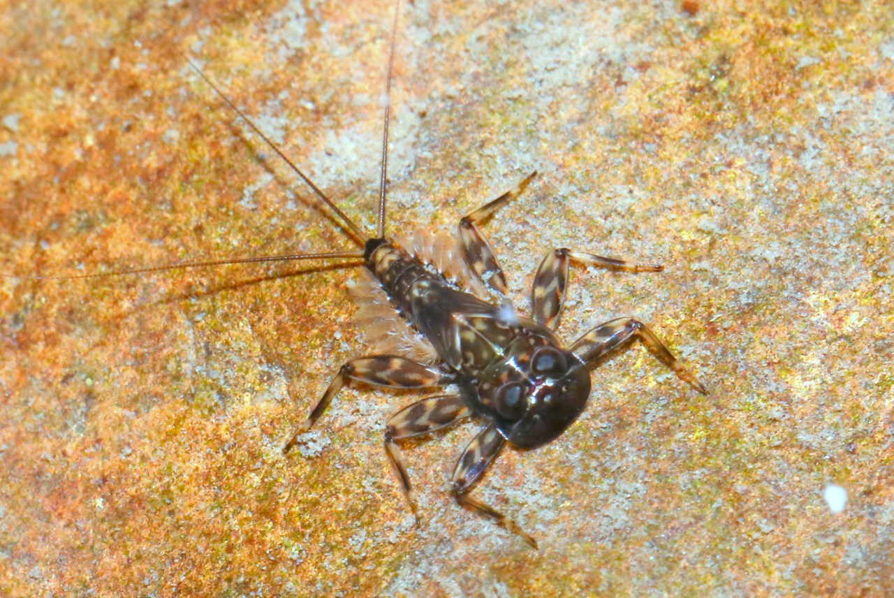 Ecdyonurus sp (larve)