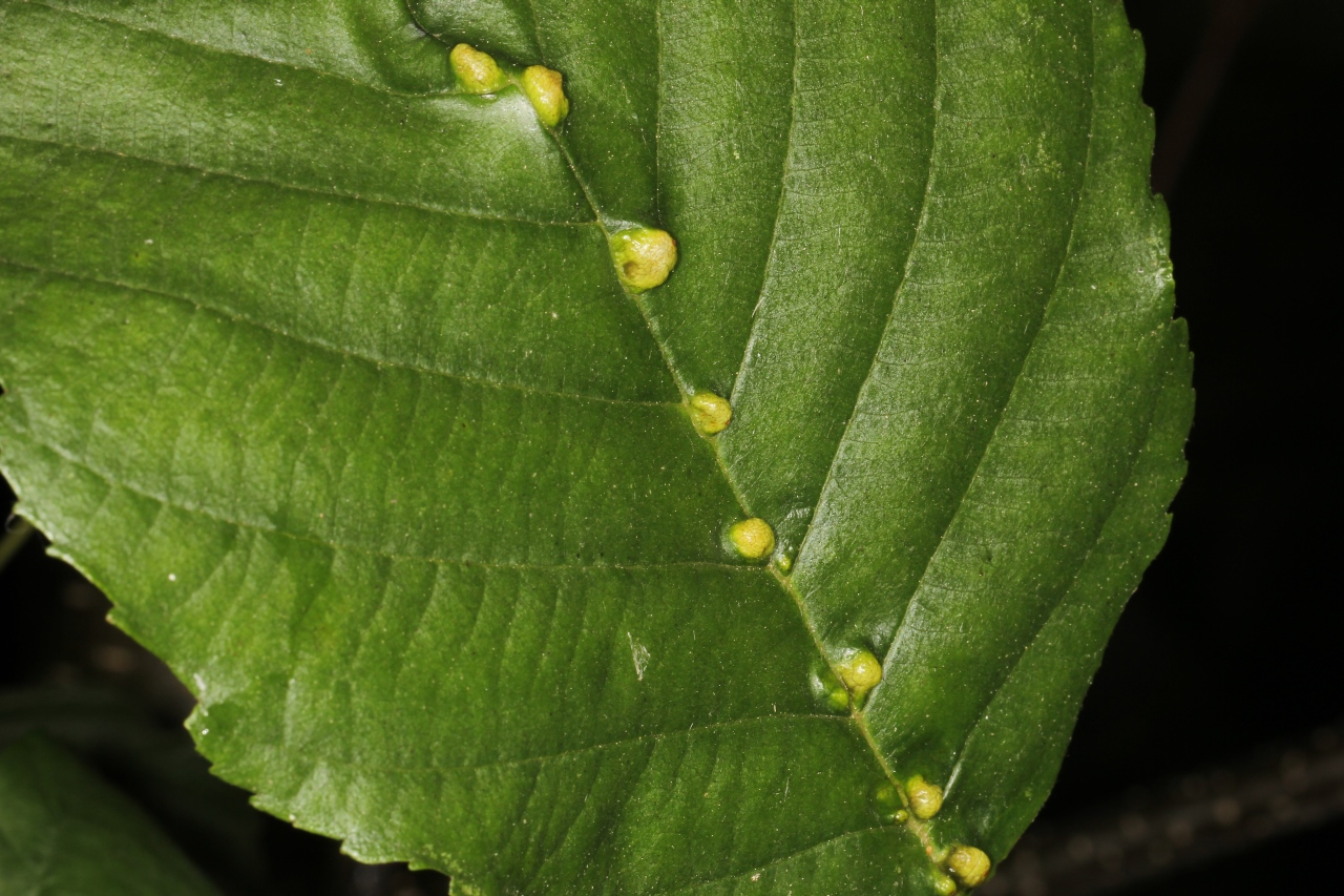 Eriophyes inangulis Nalepa, 1919 - Phytopte galligène de l'Aulne