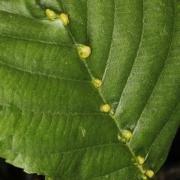 Eriophyes inangulis Nalepa, 1919 - Phytopte galligène de l'Aulne