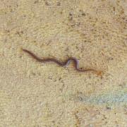 Geophilus carpophagus Leach, 1816 - Géophile carpophage
