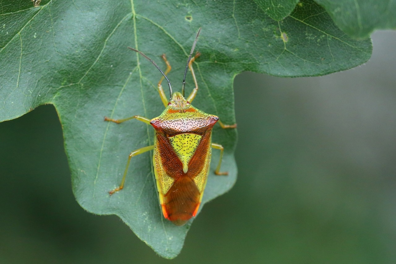 Acanthosoma haemorrhoidale (Linnaeus, 1758) - Punaise de l'Aubépine