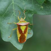 Acanthosoma haemorrhoidale (Linnaeus, 1758) - Punaise de l'Aubépine