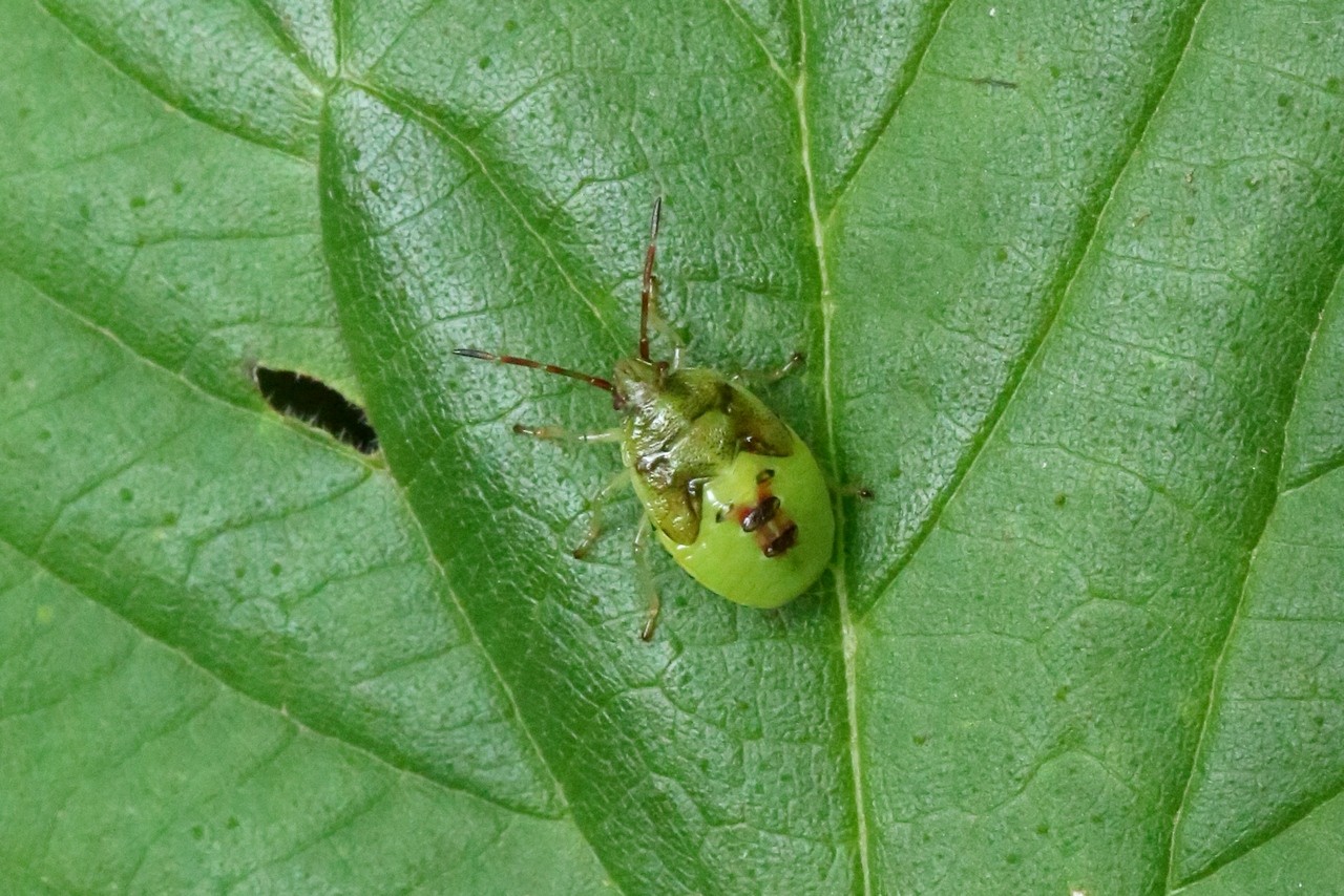 Elasmostethus sp (juvénile)