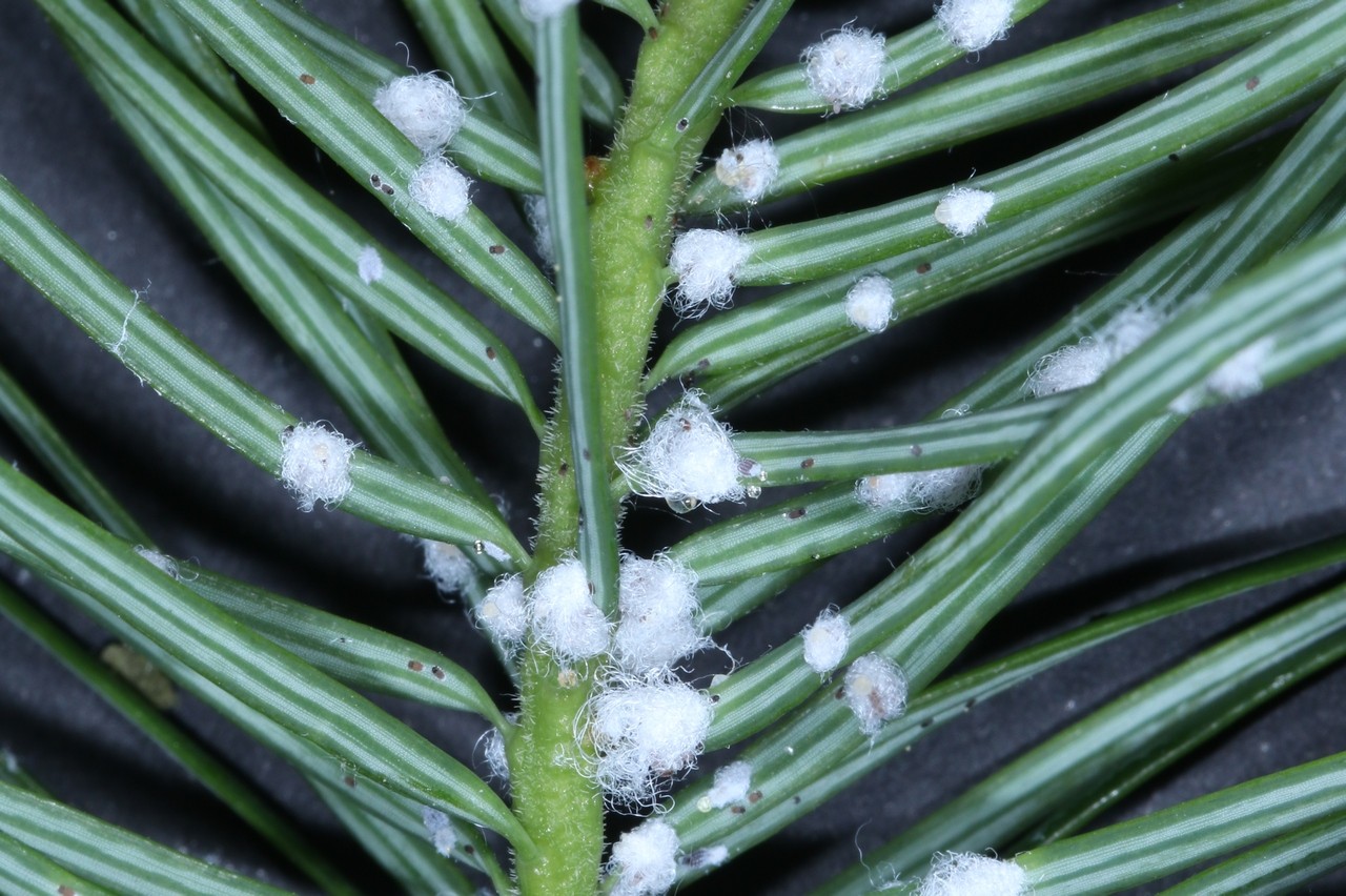 Gilletteella cooleyi (Gillette, 1907) - Puceron lanigère du Sapin de Douglas