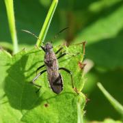 Alydus calcaratus (Linnaeus, 1758) - Alydide-fourmi