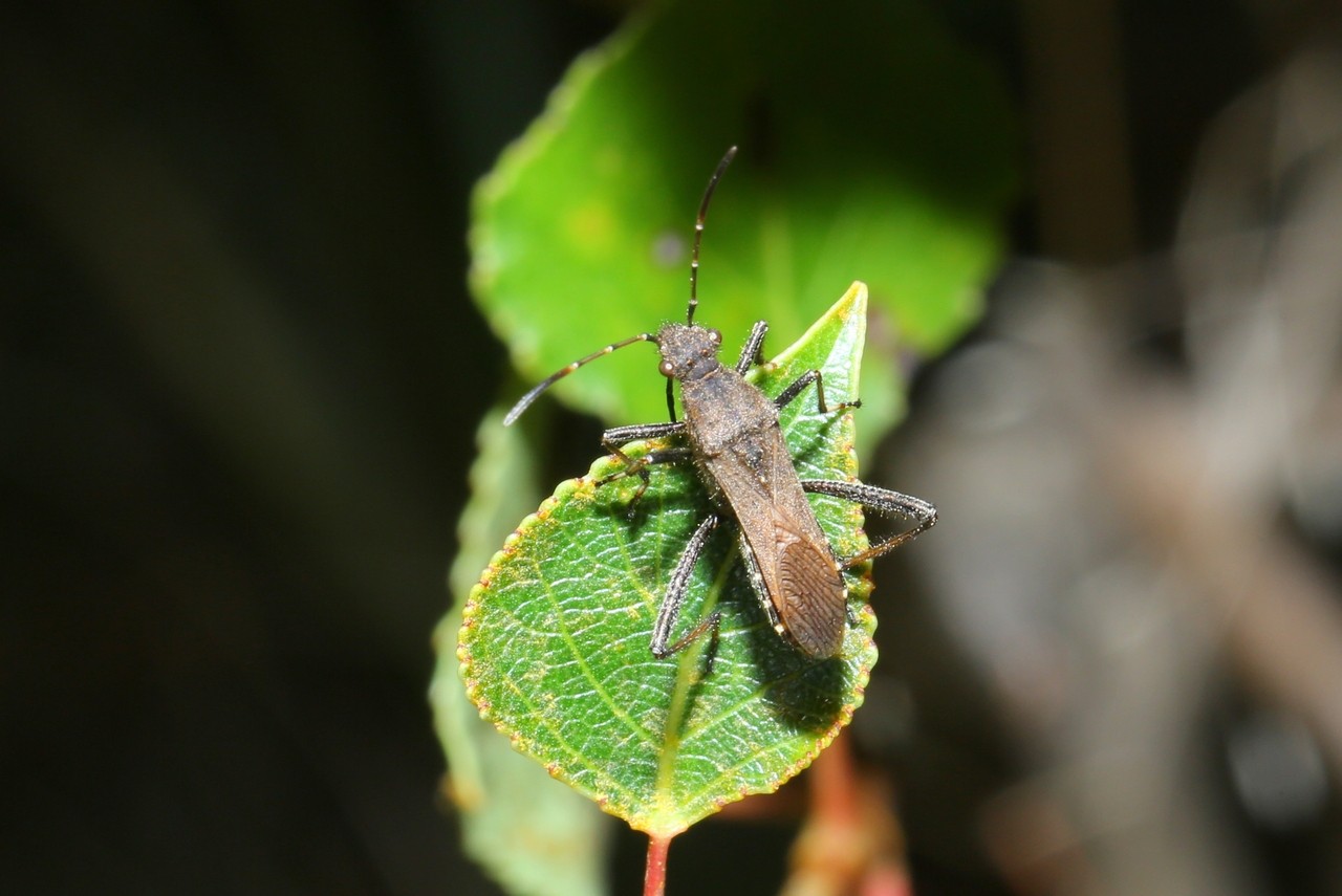 Alydus calcaratus (Linnaeus, 1758) - Alydide-fourmi