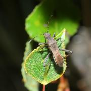 Alydus calcaratus (Linnaeus, 1758) - Alydide-fourmi