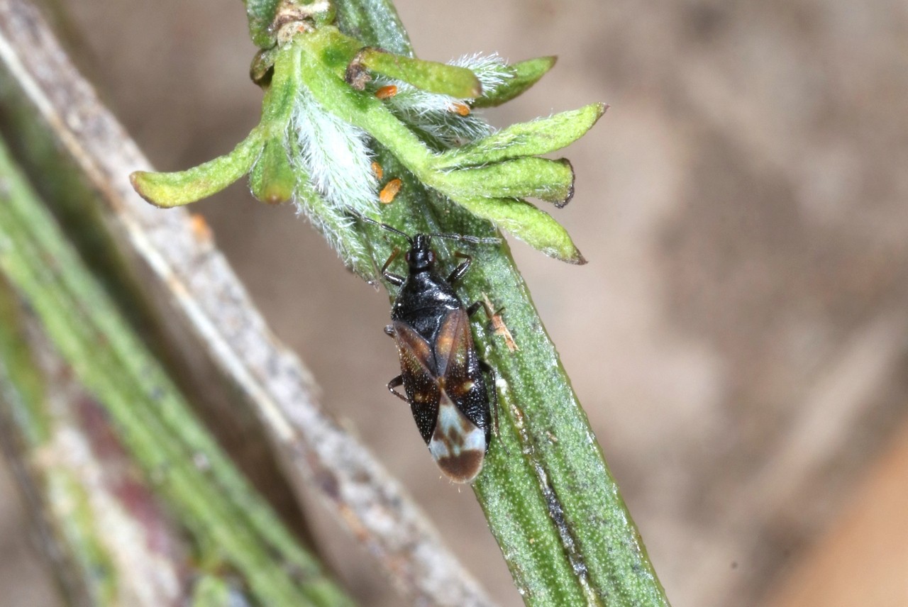 Anthocoris nemoralis (Fabricius, 1794) - Punaise des fleurs, des Peupliers