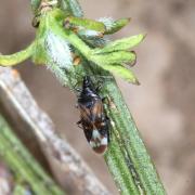 Anthocoris nemoralis (Fabricius, 1794) - Punaise des fleurs, des Peupliers