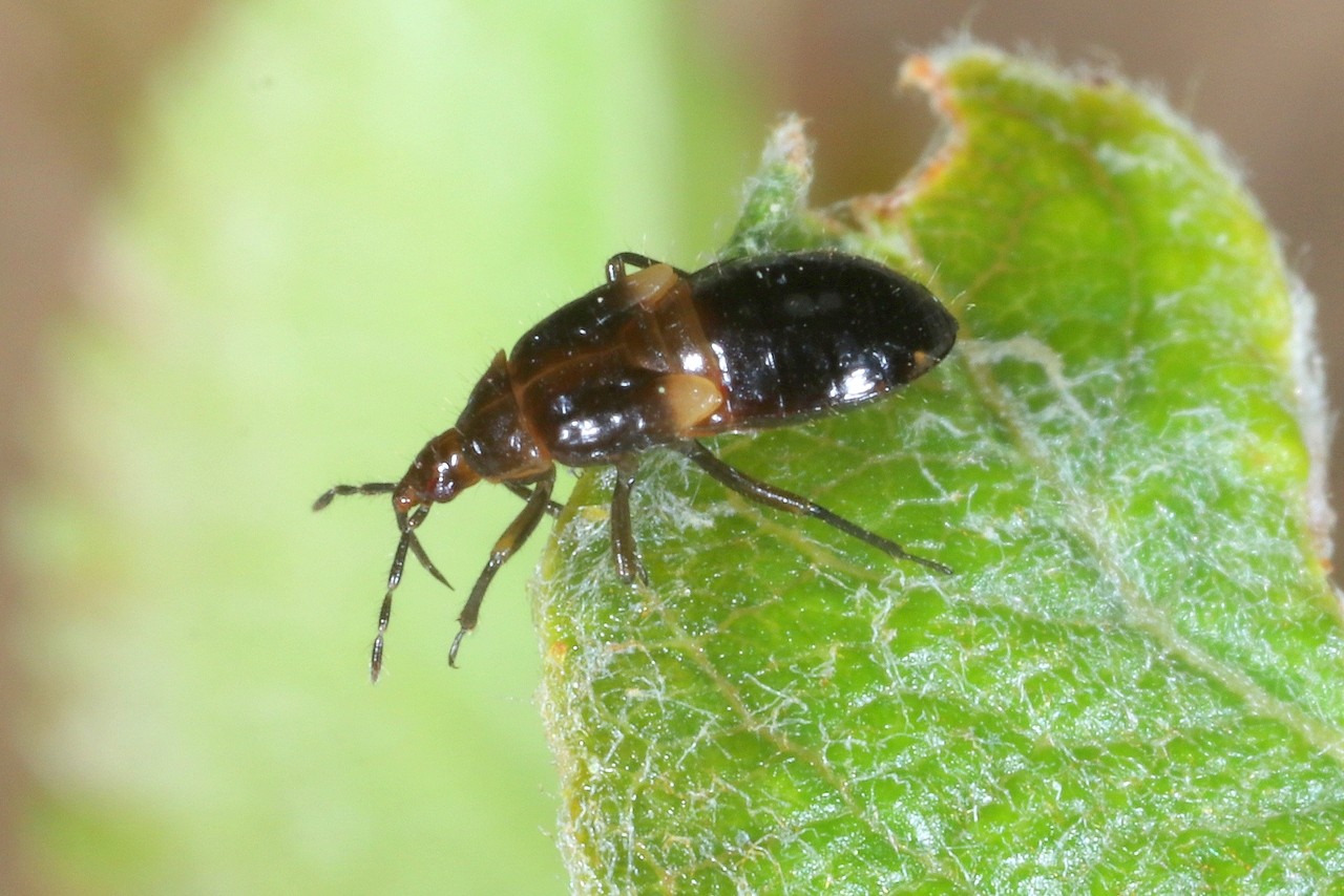 Anthocoris sp (juvénile)