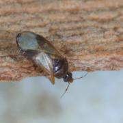 Lyctocoris campestris (Fabricius, 1794)