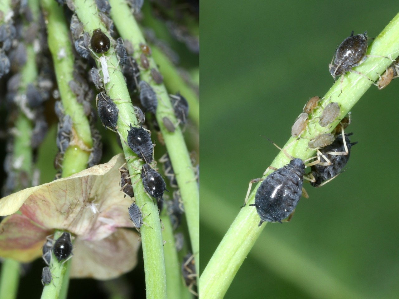 Aphis euphorbiae Kaltenbach, 1843