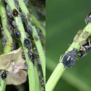 Aphis euphorbiae Kaltenbach, 1843