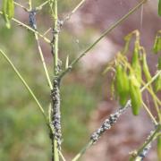 Brevicoryne brassicae (Linnaeus, 1758) - Puceron cendré du Chou