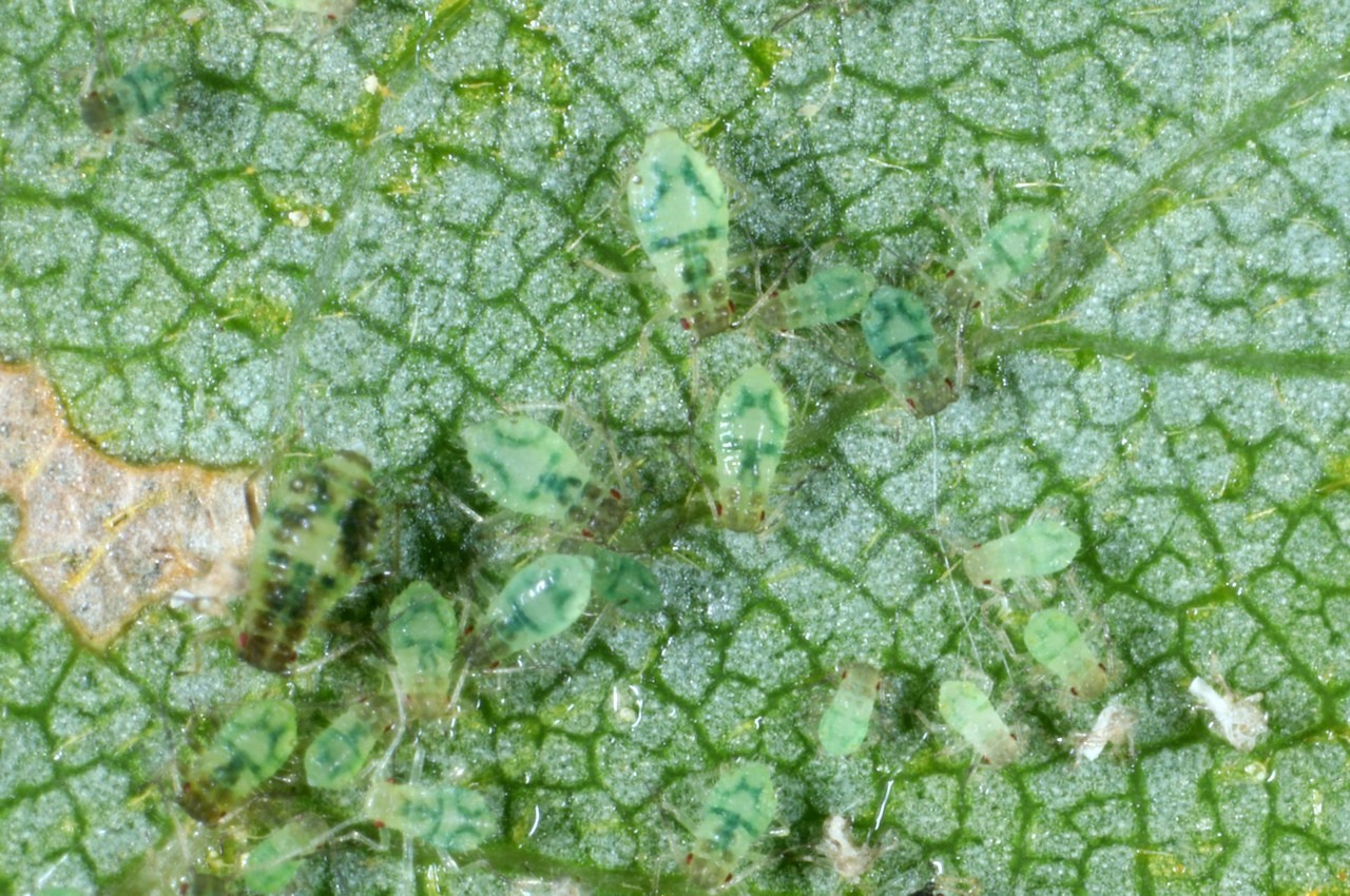 Chaitophorus leucomelas Koch, 1854 - Puceron des feuilles de Peuplier