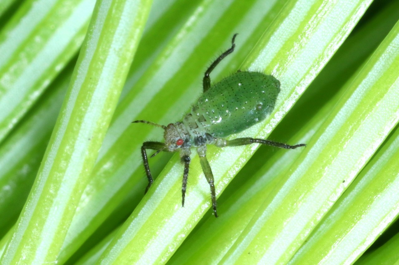 Cinara pilicornis (Hartig, 1841) - Puceron de l'Epicéa