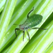 Cinara pilicornis (Hartig, 1841) - Puceron de l'Epicéa