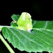 Colopha compressa (Koch, 1856) - Galle Crête-de-coq de l'Orme