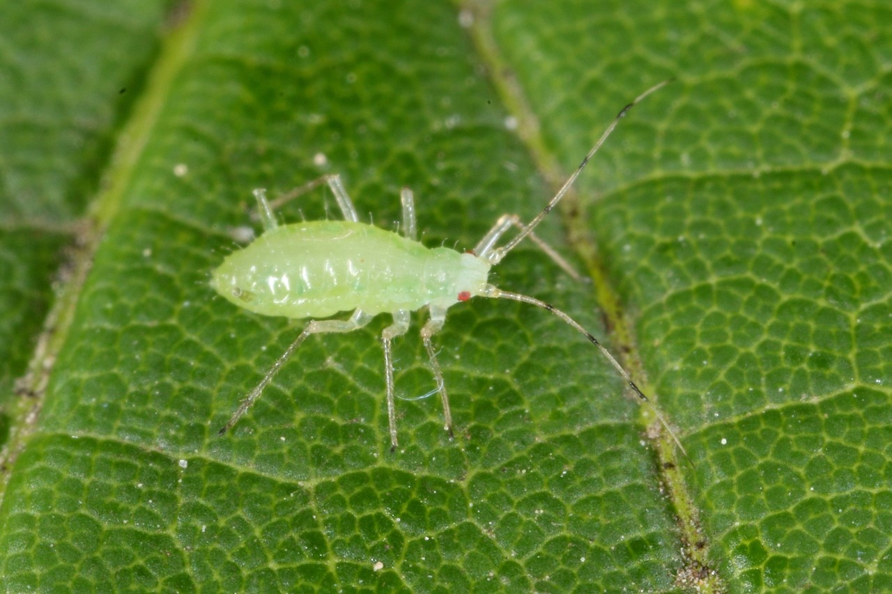 Drepanosiphum platanoidis (Schrank, 1801) - Puceron de l'Erable (larve)