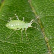 Drepanosiphum platanoidis (Schrank, 1801) - Puceron de l'Erable (larve)