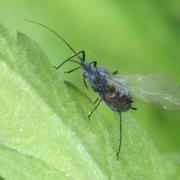 Macrosiphoniella absinthii (Linnaeus, 1758) Puceron de l'Absinthe