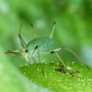 Macrosiphum hellebori Theobald & Walton, 1923 - Puceron de l'Hellébore