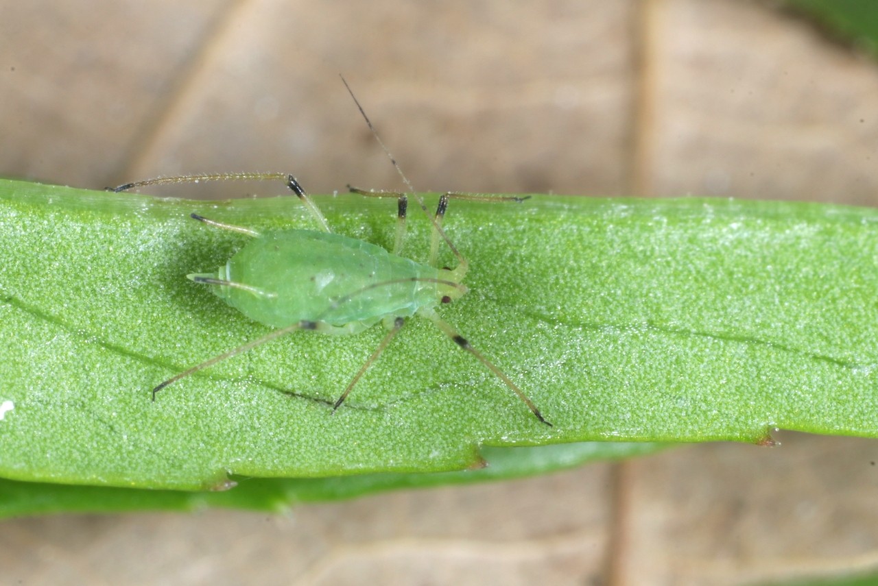 Macrosiphum hellebori Theobald & Walton, 1923 - Puceron de l'Hellébore