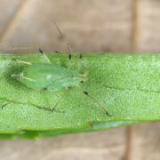 Macrosiphum hellebori Theobald & Walton, 1923 - Puceron de l'Hellébore