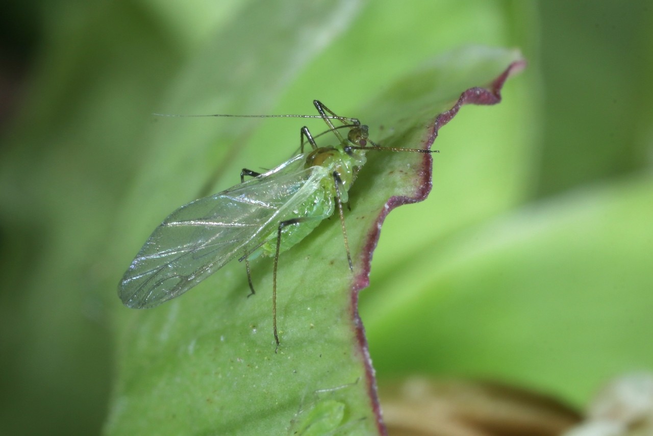 Macrosiphum hellebori Theobald & Walton, 1923 - Puceron de l'Hellébore