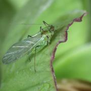 Macrosiphum hellebori Theobald & Walton, 1923 - Puceron de l'Hellébore