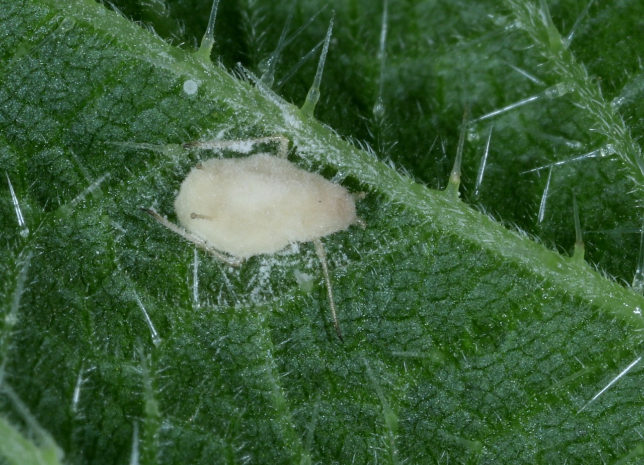 Microlophium carnosum (Buckton, 1876) parasité par un mycellium Pandora neoaphidis