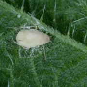 Microlophium carnosum (Buckton, 1876) parasité par un mycellium Pandora neoaphidis