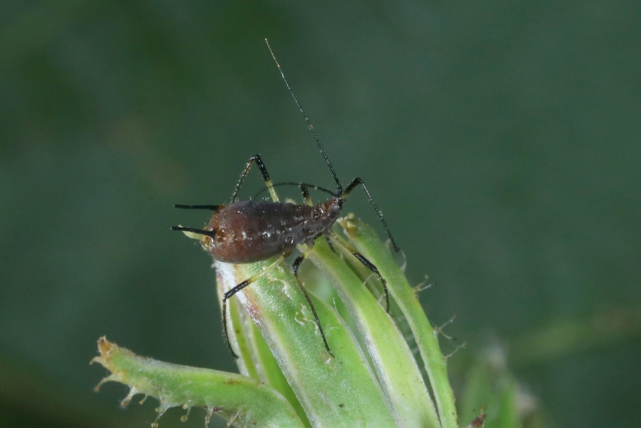 Uroleucon cichorii (Koch, 1855) - Puceron