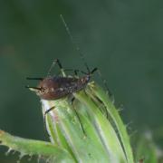 Uroleucon cichorii (Koch, 1855) - Puceron