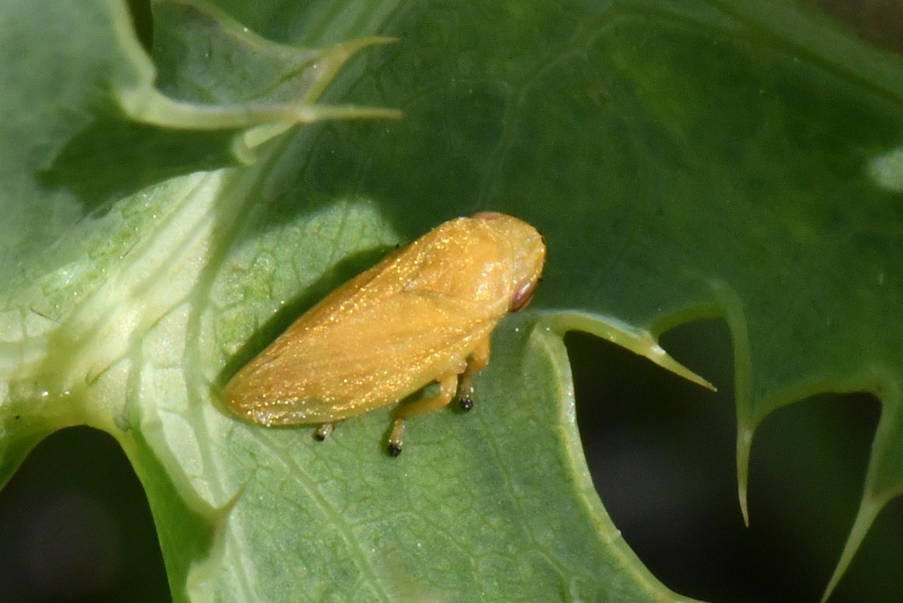 Neophilaenus sp 