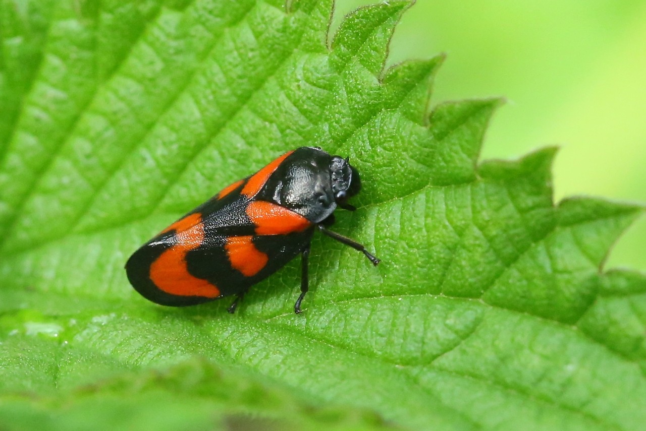 Cercopis vulnerata Rossi, 1807 - Cercope sanguin