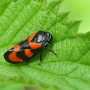 Cercopis vulnerata Rossi, 1807 - Cercope sanguin