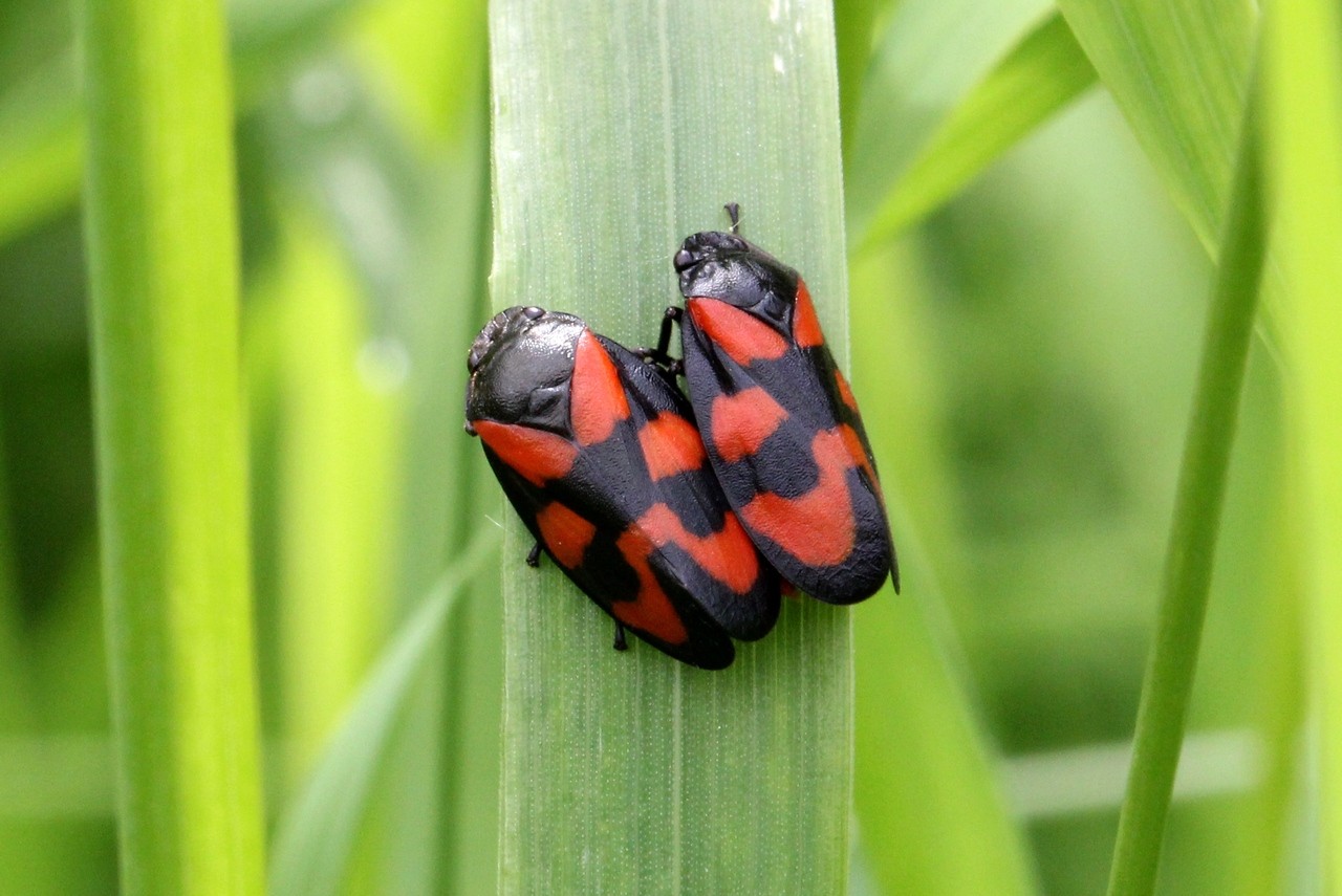 Cercopis vulnerata Rossi, 1807 - Cercope sanguin